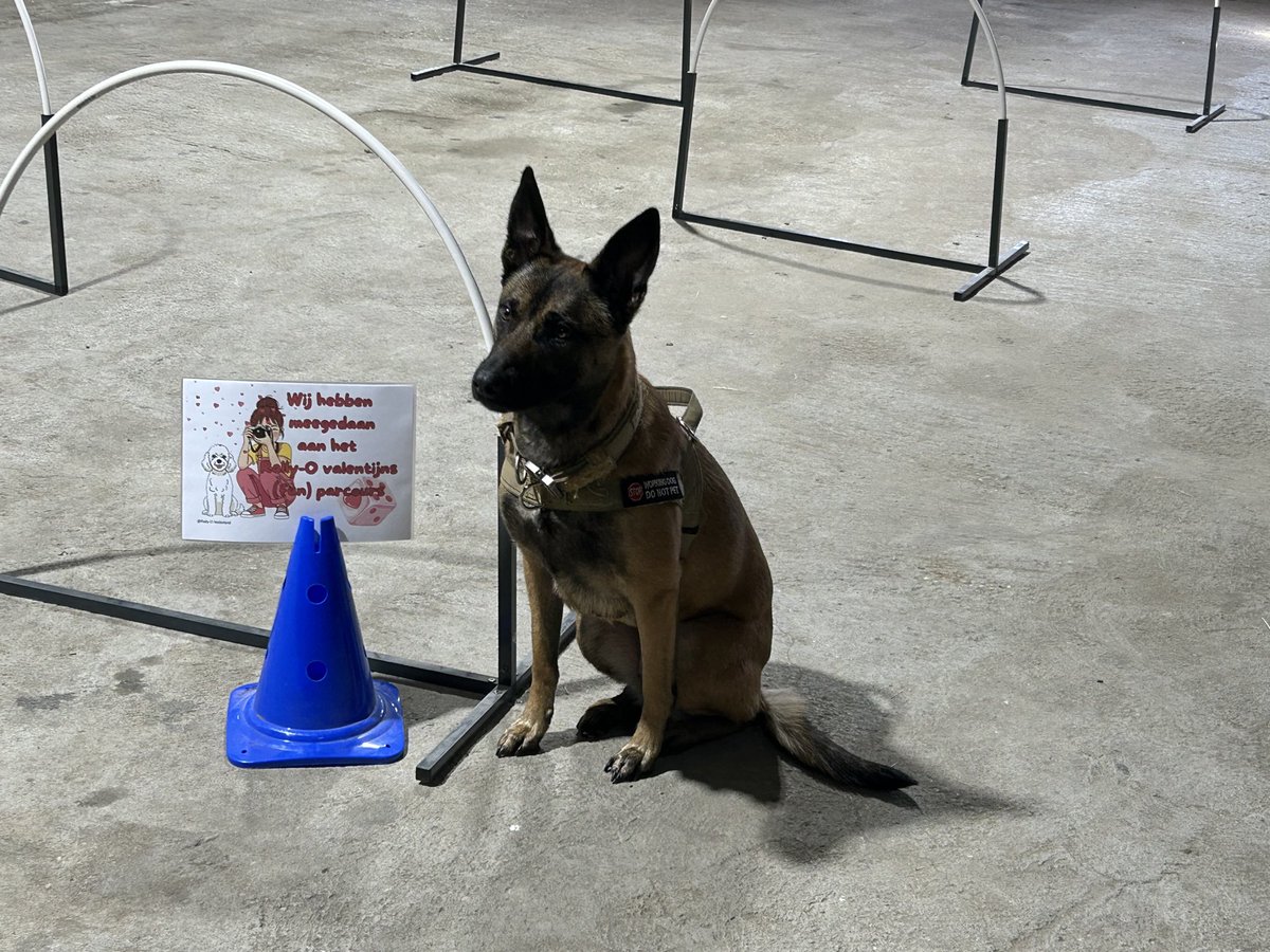 SCHOOLMAS's tweet photo. Ook Jessie heeft haar best gedaan met het Rally Obedience gebeuren. https://t.co/RDyoIeoPOV
