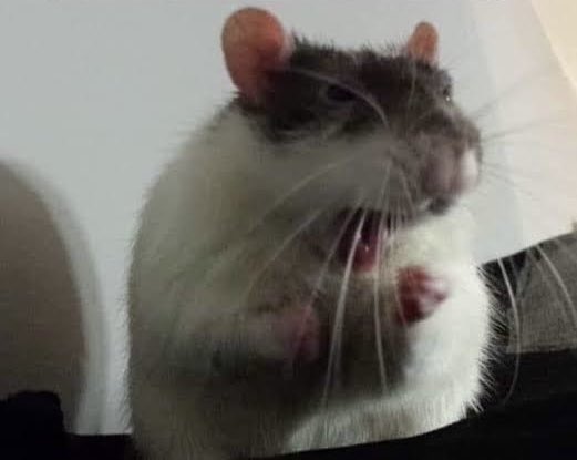 mañana cumplo 1 semana de vacaciones.
UNA SEMANA.

y ya se me boto el algoritmo de la mente, ahora solo pienso en comer, pasearme, dormir y acurrucarme con el hombre al que amo y no me molesta, me encanta  pero sé que no es funcional.

La felicidad no es funcional