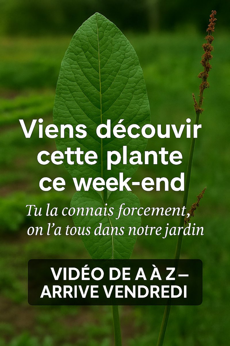 PermaforetCher's tweet photo. SHORT #Video  
Tu l’as déjà vue. Elle pousse partout. Mais savais-tu que le Rumex obtusifolius se mange comme la rhubarbe ? 🌿 
Vidéo complète ce vendredi : identification, usages, précautions. #plantesauvages #rumex #rhubarbe #permaculture #documentaire https://t.co/6v8niq7NZX
