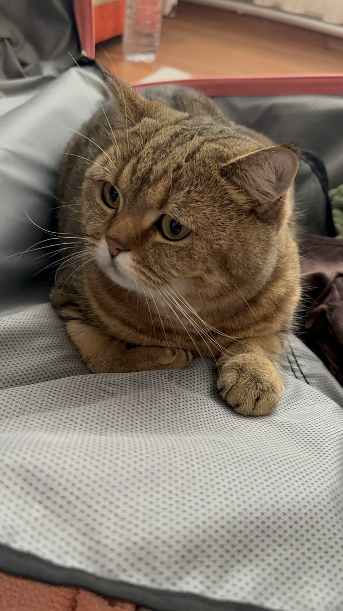 Yine bir bavul krizi