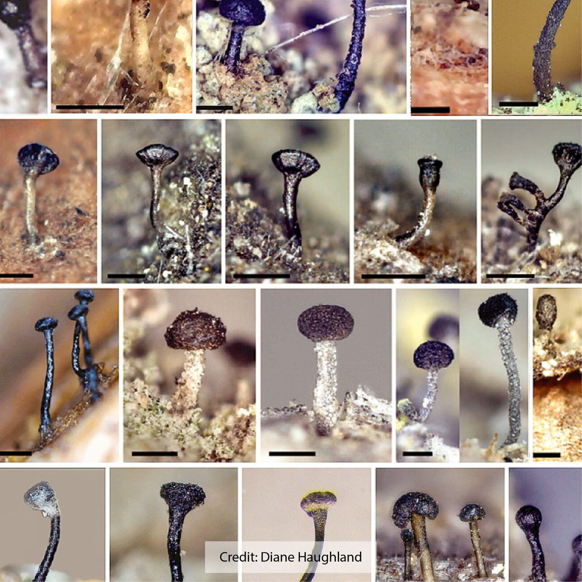 American Elements tweet media