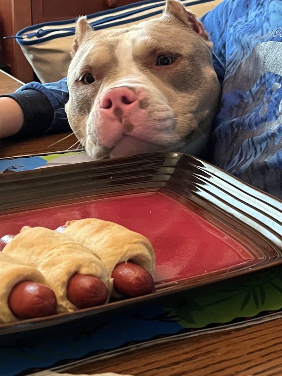 jungle.java tweet media