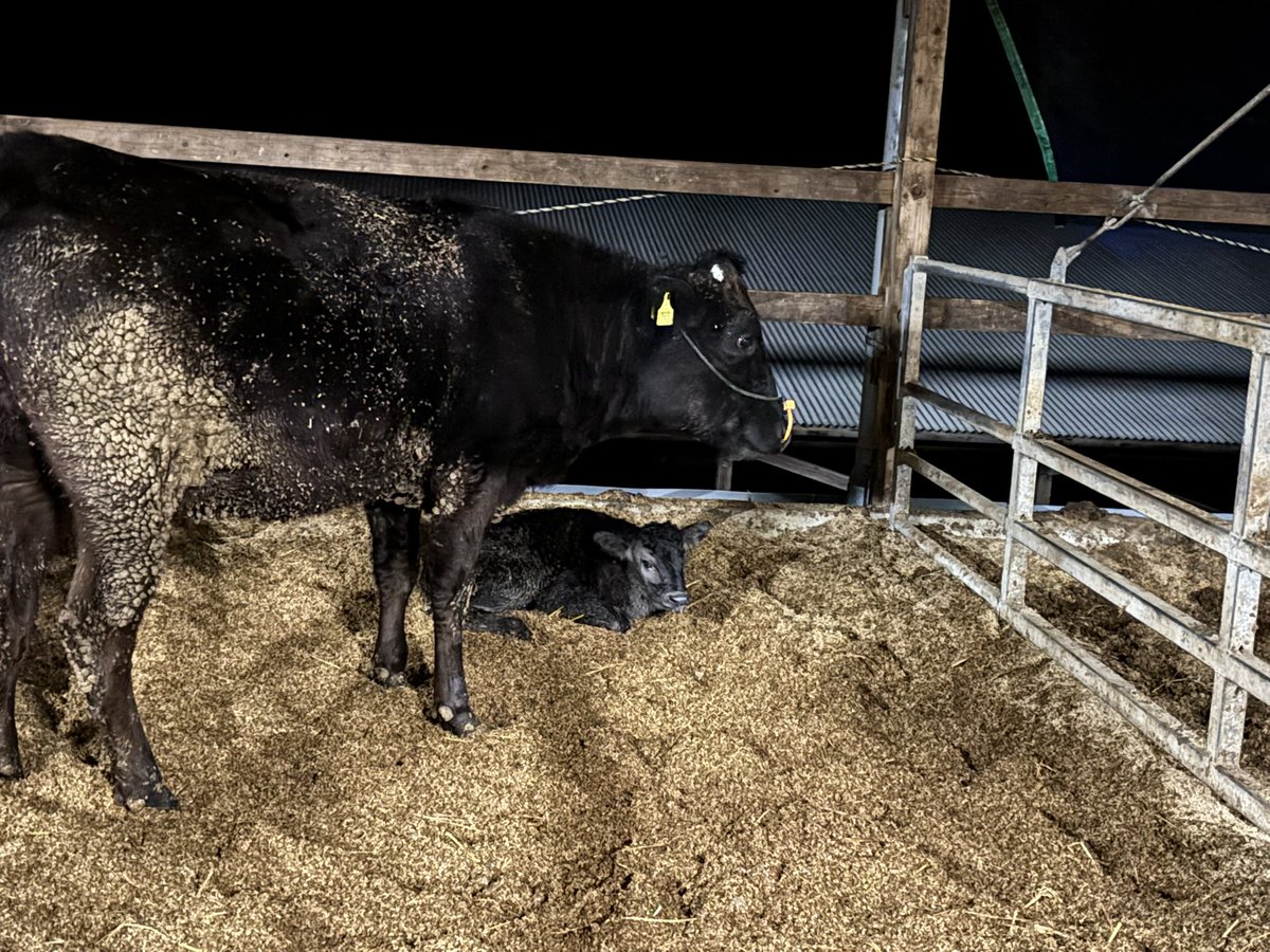 牛飼い主夫 (@lsFo2xDOVpqiFch) / Posts / X