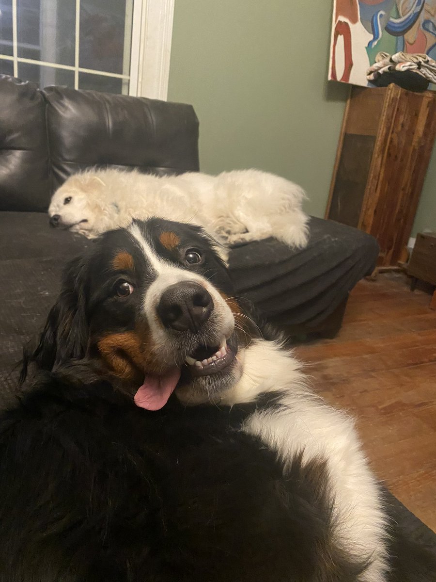 CamEdwards's tweet photo. We need more dog pics on Twitter. https://t.co/bfCeI9pY7e