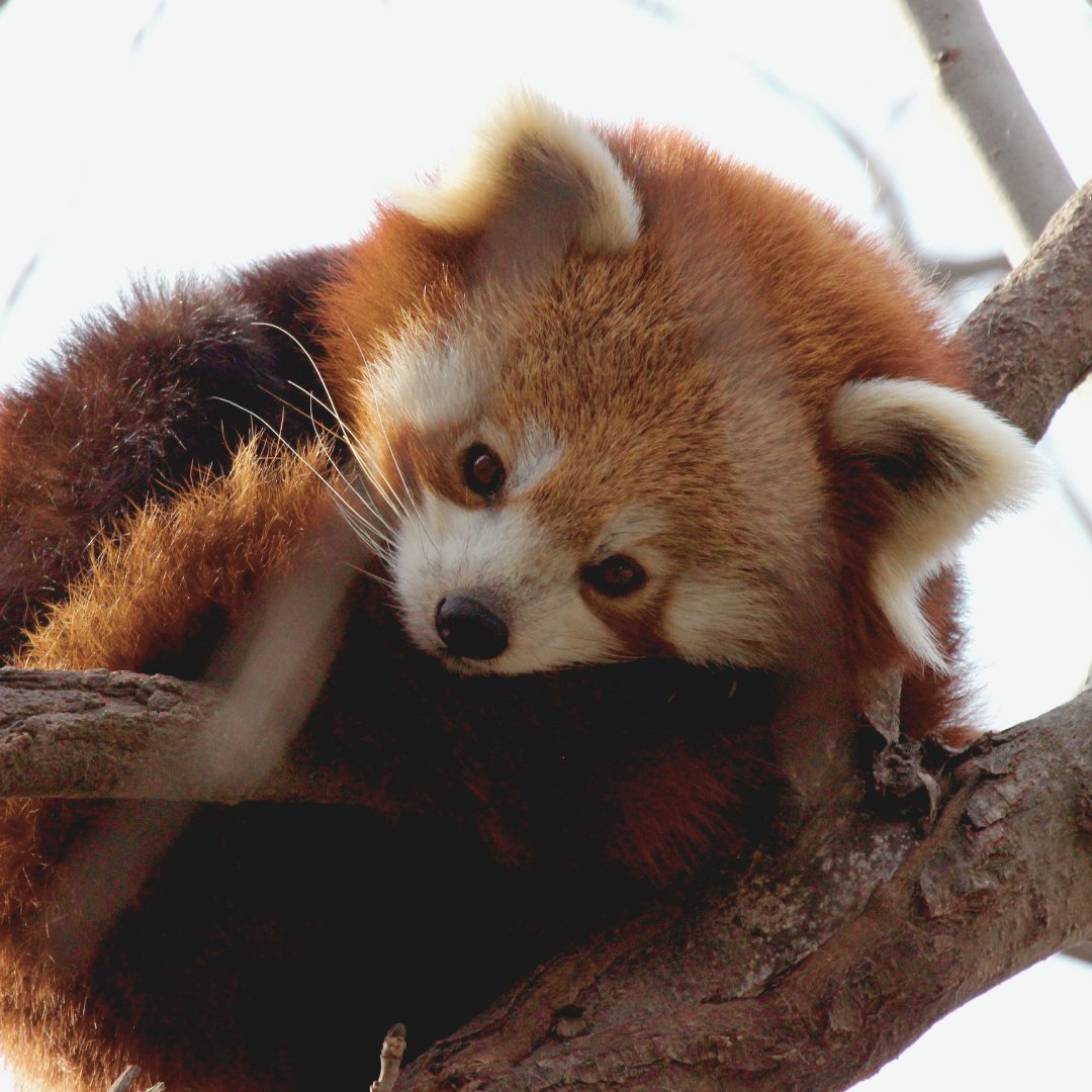 Red Panda Network tweet media
