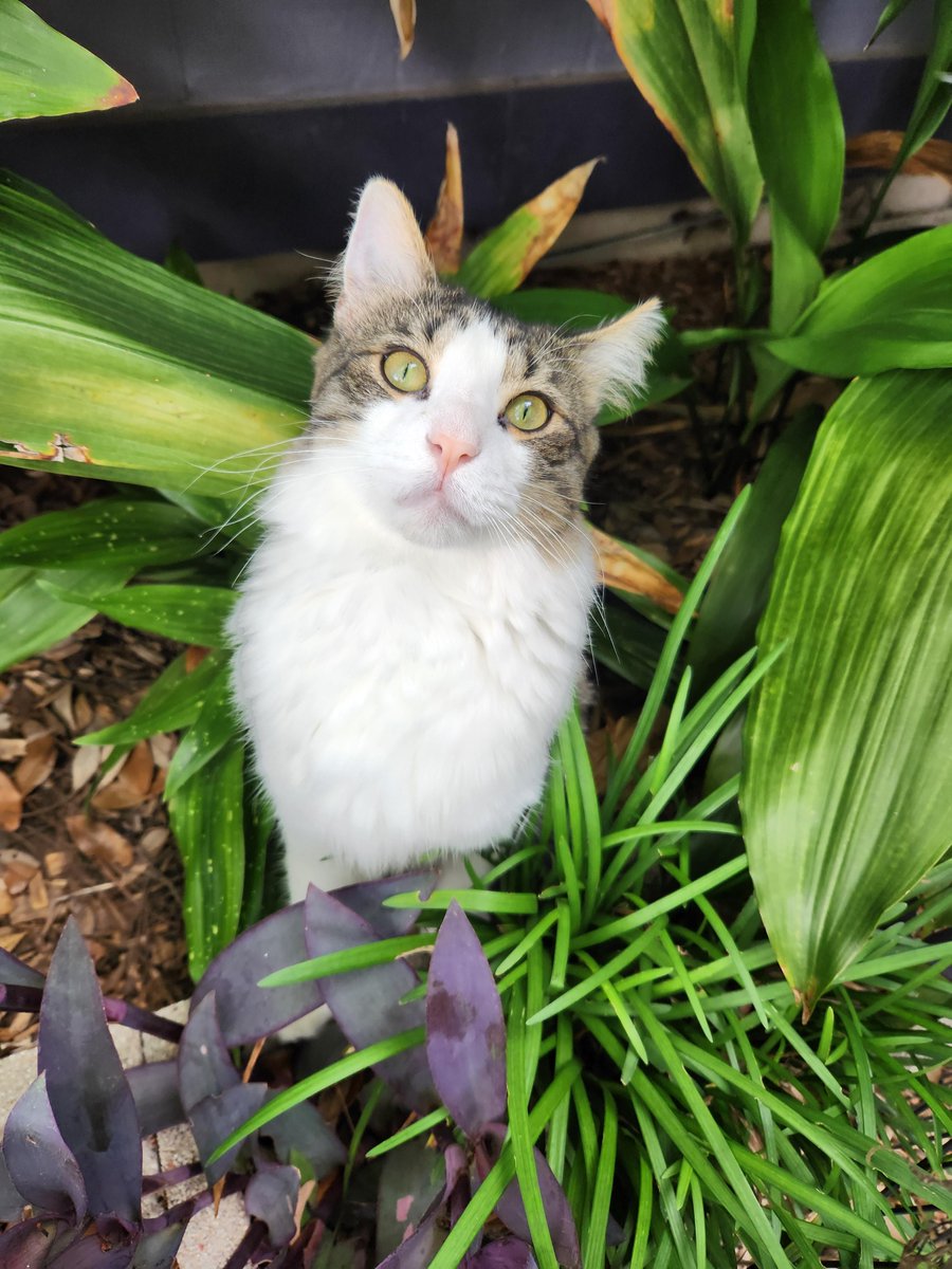 CiscoLive tweet media