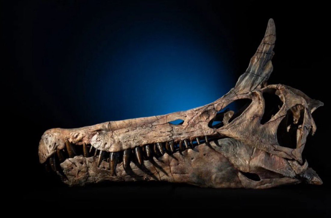 BABE WAKE UP NEW SPINOSAURUS