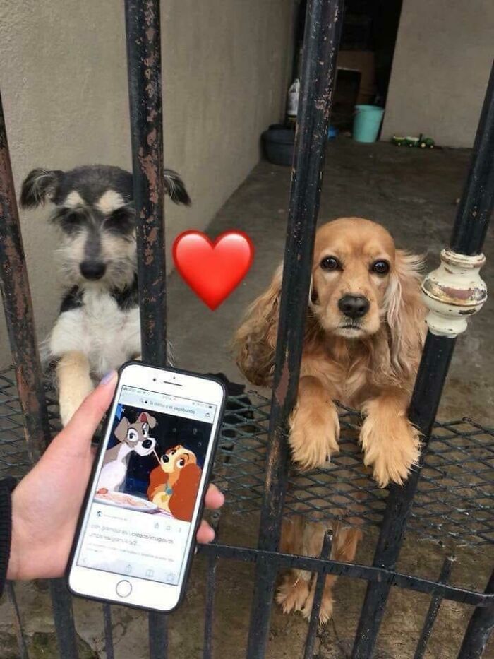only cute things (@cutedreamvibes) on Twitter photo 