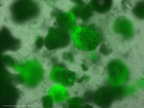 The LeDuc Lab, Philip LeDuc as PI tweet media