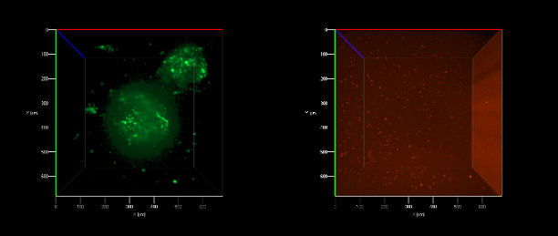 The LeDuc Lab, Philip LeDuc as PI tweet media
