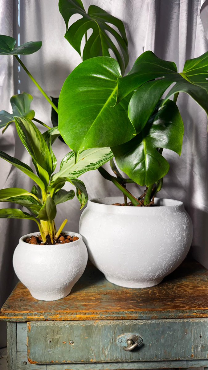 plantaByN's tweet photo. نبتة المونستيرا و الاجلونيما
🌱🤩!Our latest collection https://t.co/QIuK0h5EVW