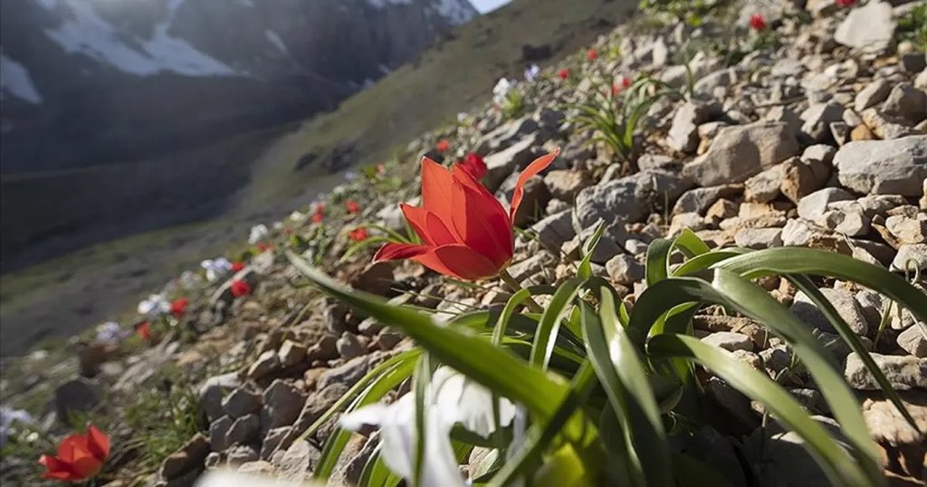 Teröristbaşı ile hediyeleşirim,

Evlatlarımızın katilleri ile Meclis’te uzlaşıp;
af çıkartmaya hazırlanırım, 
adına da,
‘İnfaz rejimi değişikliği’ derim,

Akşam - gündüz anlaştığım katillerin şehit ettiği çocuklarının aileleriyle iftar yaparım.

‘Sabredenleri müjdele…’ deyip