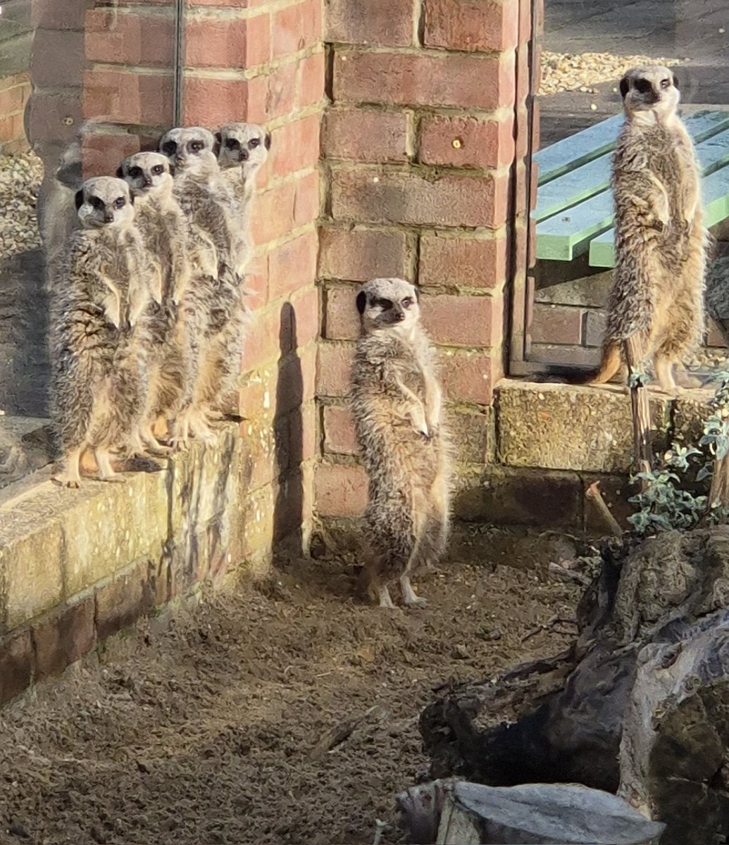 Monkey Haven🐵 tweet media