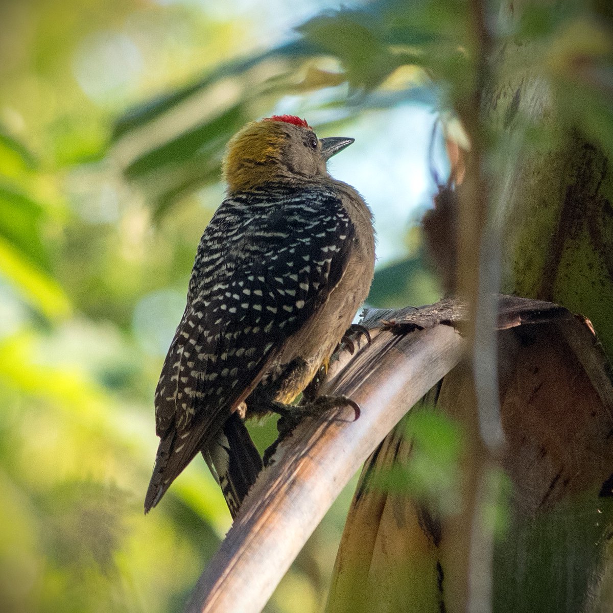 swaninga_fotos's tweet image. Aus dem Archiv - Der Hoffmannspecht kommt in Mittelamerika vor. Aufgenommen in #CostaRica
#NaturePhotography #woodpecker #TwitterNatureCommunity