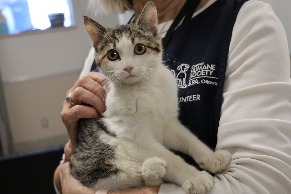 Ottawa Humane Society tweet media