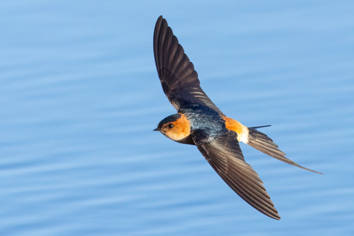 Mark Wright tweet media