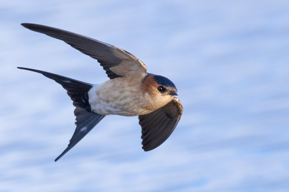 Mark Wright tweet media