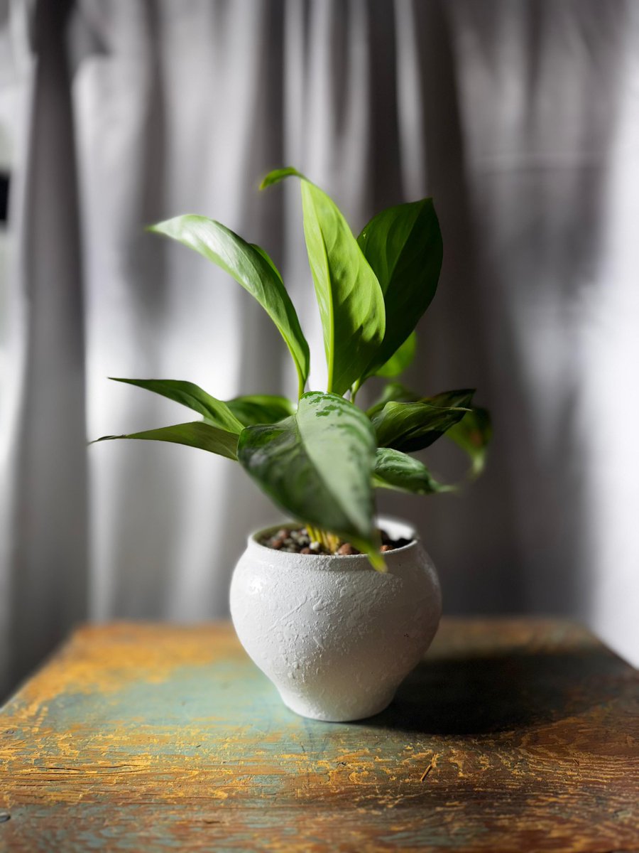 plantaByN's tweet photo. نبتة المونستيرا و الاجلونيما
🌱🤩!Our latest collection https://t.co/QIuK0h5EVW