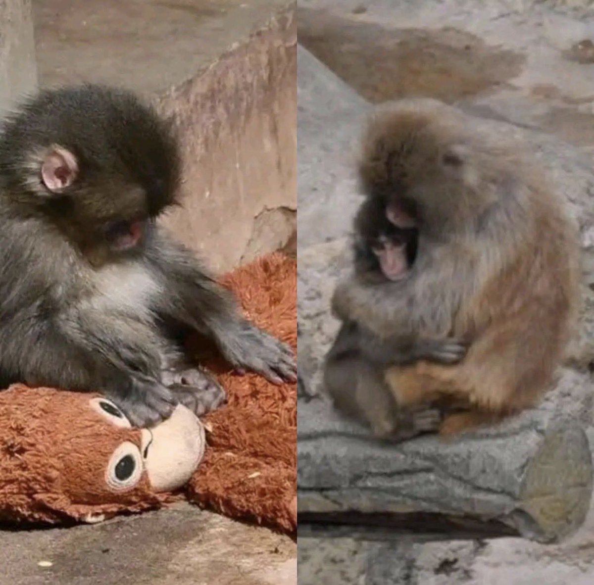 SaliouSonoco's tweet photo. @ianmiles The world’s loneliest monkey has finally received a hug.🫂 💔 https://t.co/9WidYoKHFb
