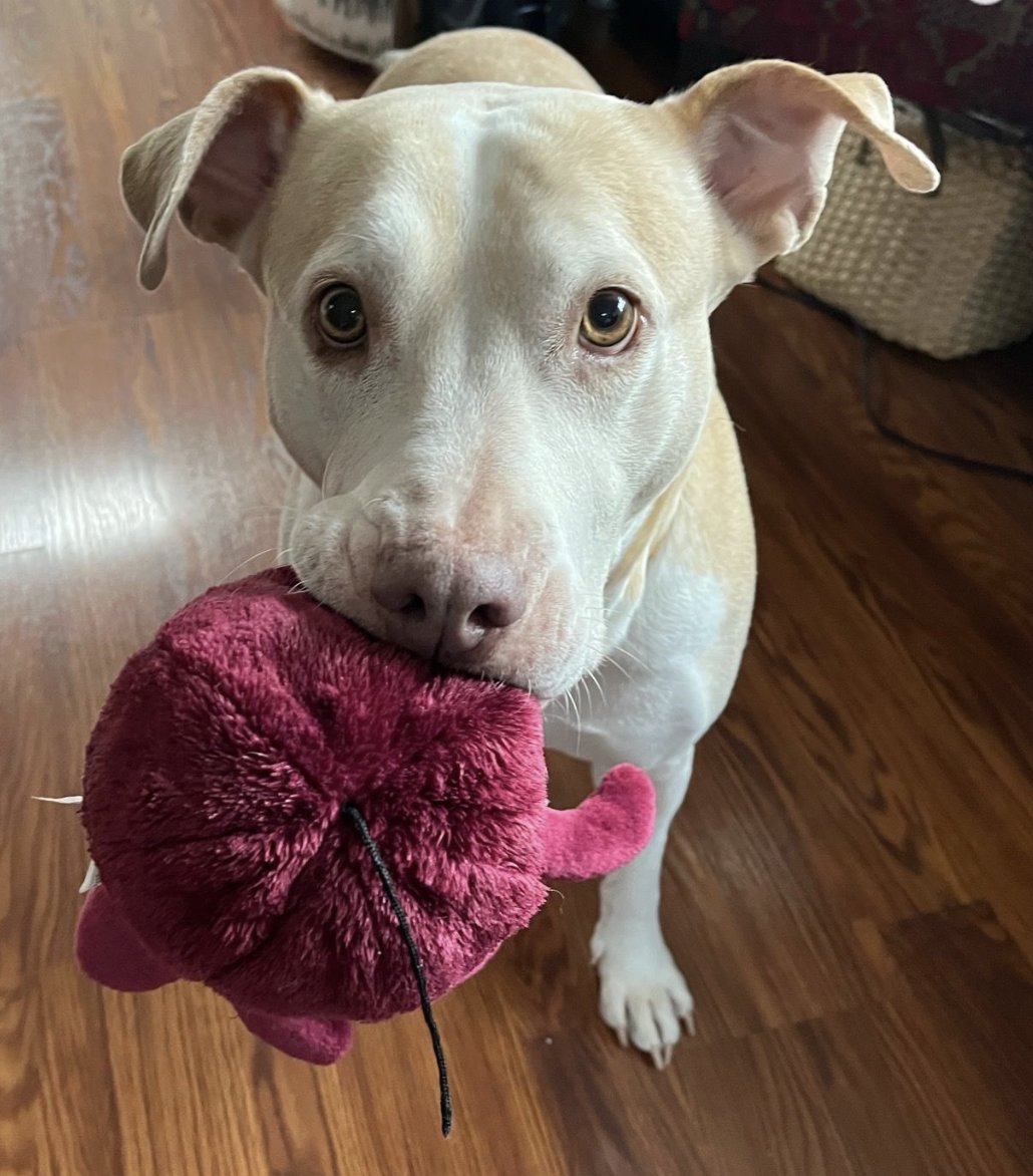 Carter Subaru tweet media