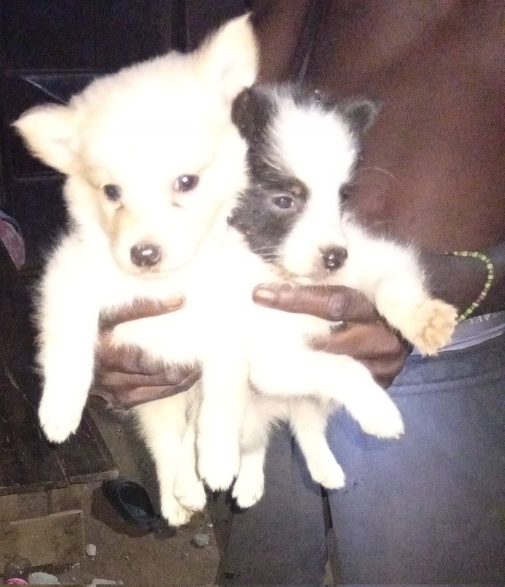 eeetunu's tweet photo. My roommate gave birth, Interested buyers should DM for prices. https://t.co/pPJRKDIz3g