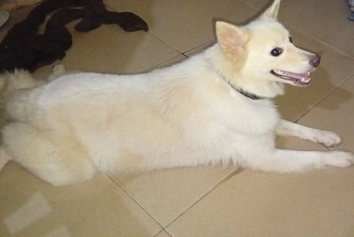 eeetunu's tweet photo. My roommate gave birth, Interested buyers should DM for prices. https://t.co/pPJRKDIz3g