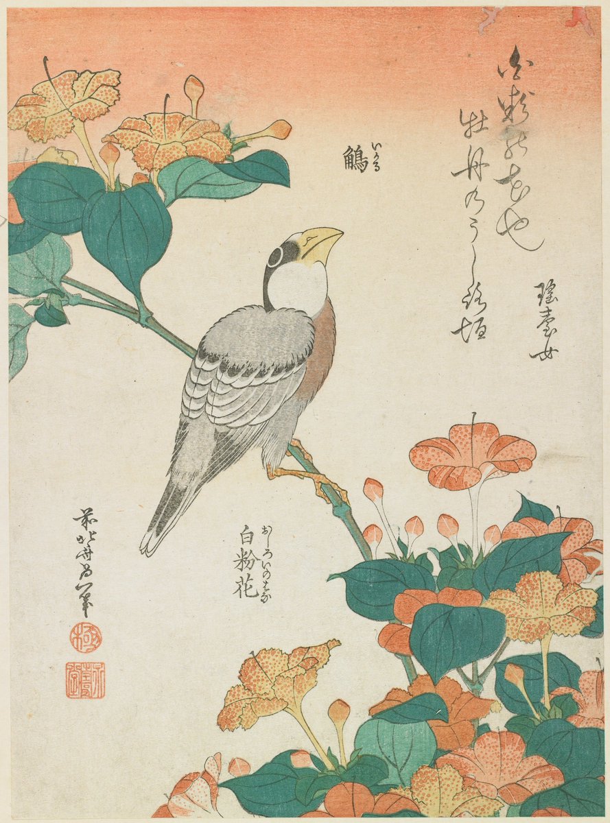 Hawfinch and Marvel-of-Peru, by Katsushika Hokusai, ca. 1834