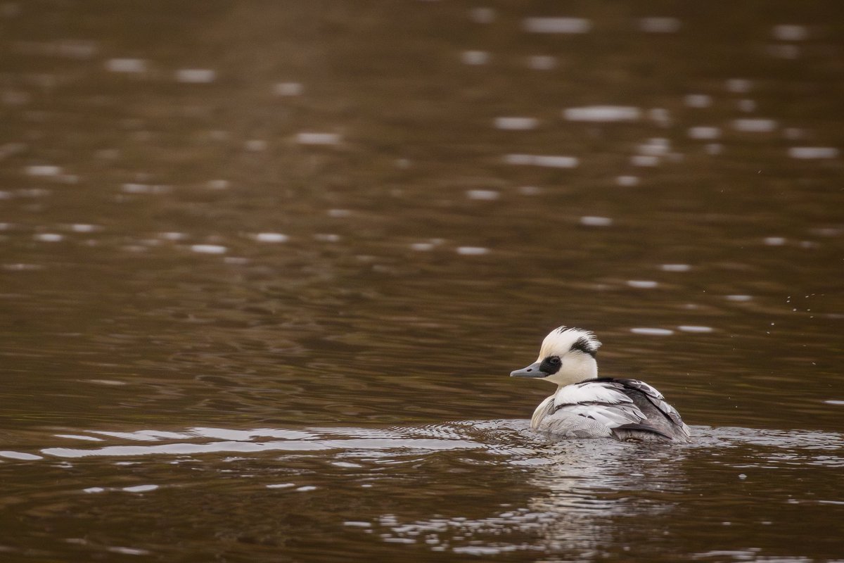 Joebirding's tweet photo. Drake Smew at Studley Royal lake this morning. @nybirdnews https://t.co/BD36B8idGn