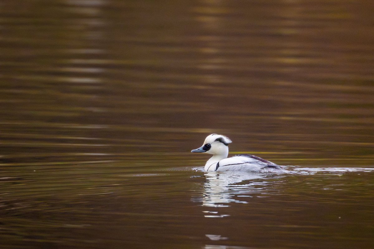 Joebirding's tweet photo. Drake Smew at Studley Royal lake this morning. @nybirdnews https://t.co/BD36B8idGn