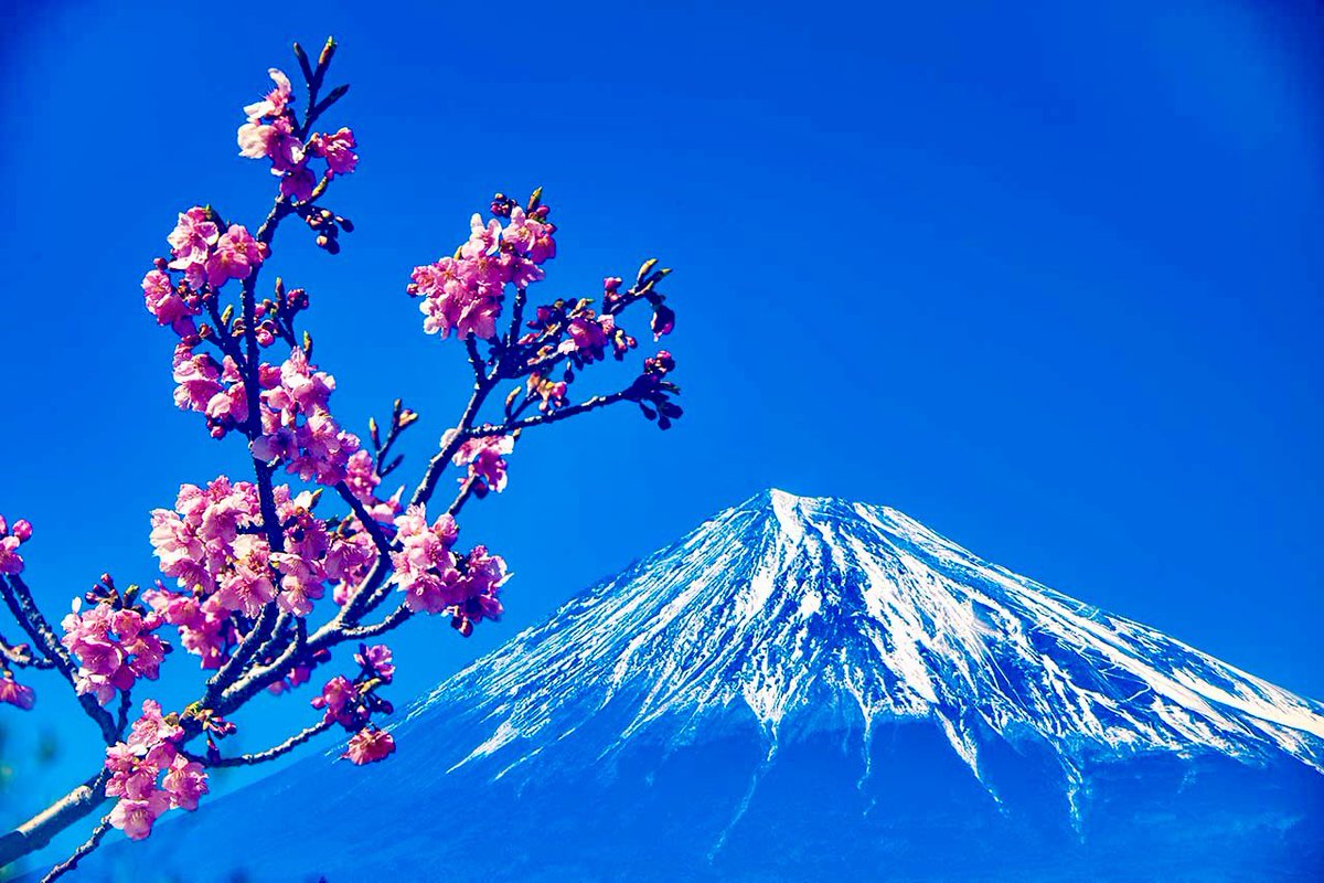fujisan_farm's tweet photo. 🌸 河津桜 × 富士山
#富士山 #河津桜  #富士川 #富士市 #静岡 #Mt_Fuji #kawazusakura #Fujikawa https://t.co/s6CCAK8PGU
