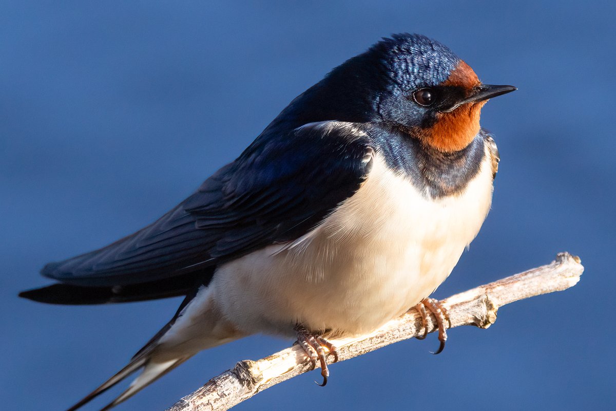 Mark Wright tweet media