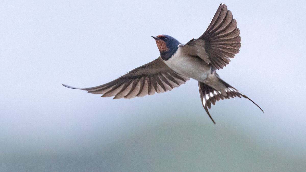 Mark Wright tweet media