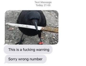 Blue Phoenix  tweet media