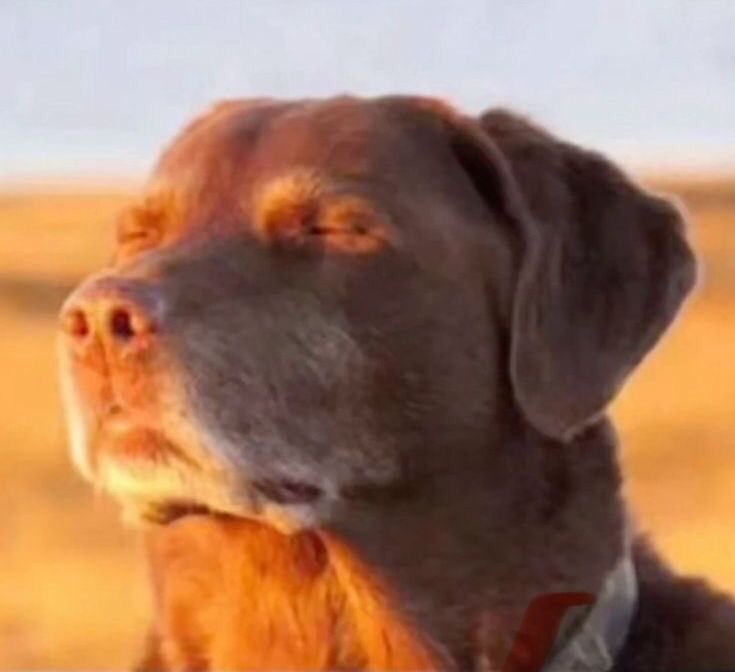 I just remembered that we’re playing Nottingham Forest next with their new coach.

We couldn’t even beat them last season when we were in good form.

Damn. 😢