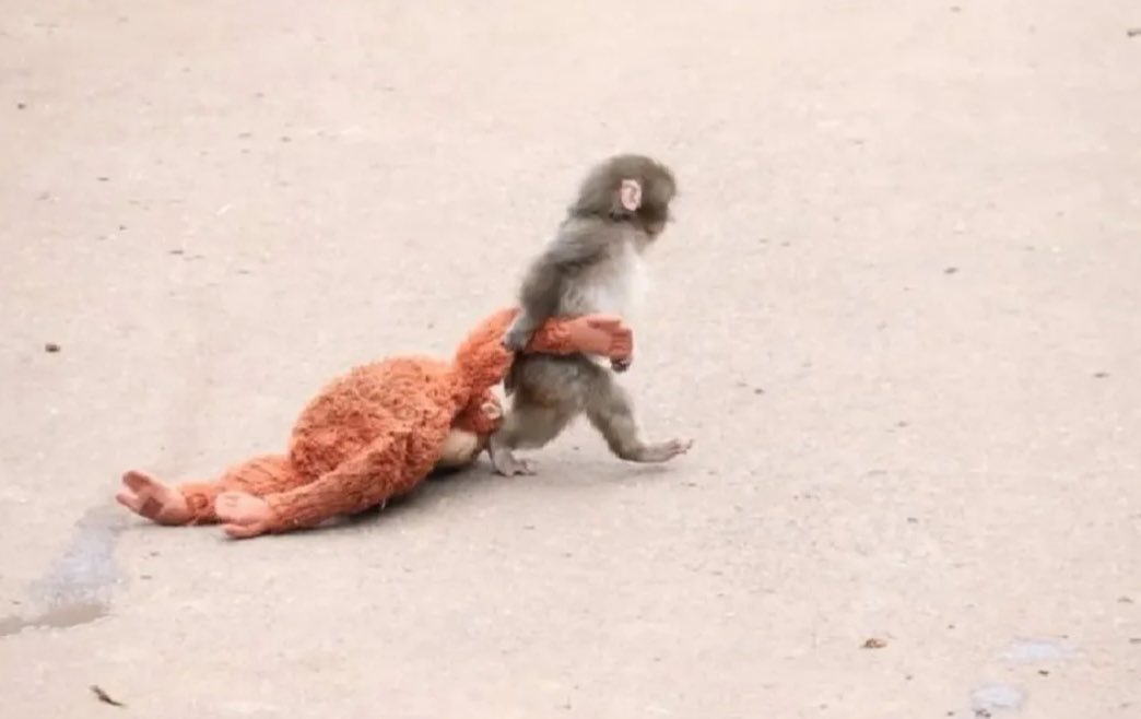 Y recuerden, amiguitos, a veces solo tienen que hacer como Punch: agarran su peluche y se largan de donde no los quieran.
