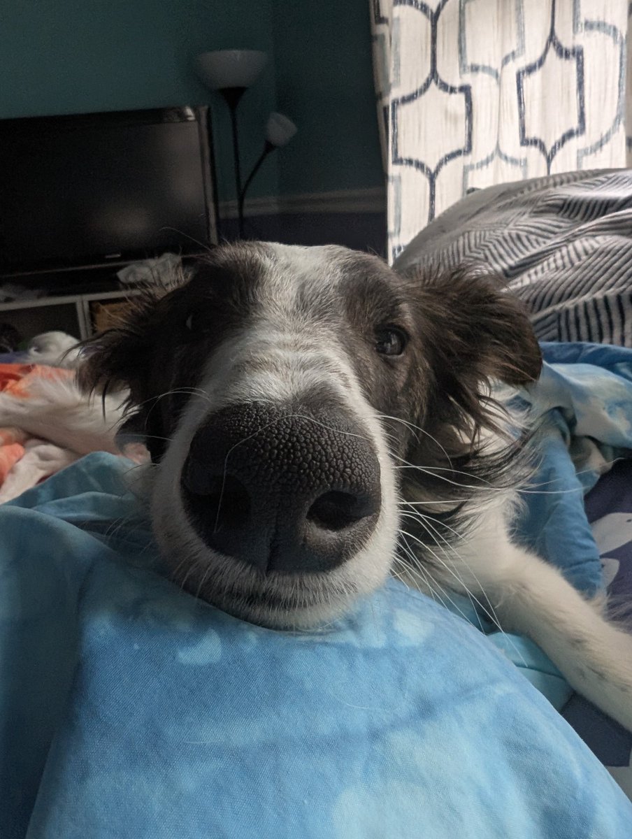 fantompiper's tweet photo. Nap time https://t.co/SuvMXSpUQZ