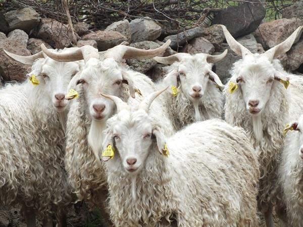 OSMANLI KEÇİLERİ NASIL KAÇIRD.?😅
1220 yıllarında Moğol ordularının istilası Kayı boyunu, Süleyman Şah ve halkını Türkmen topraklarından göç etmek zorunda bırakmıştı .
Osmanlı devletini kuracak olan Osman Bey, tiftik keçisini Anadolu’ya getiren Süleyman Şah’ın torunuydu. Süleyman