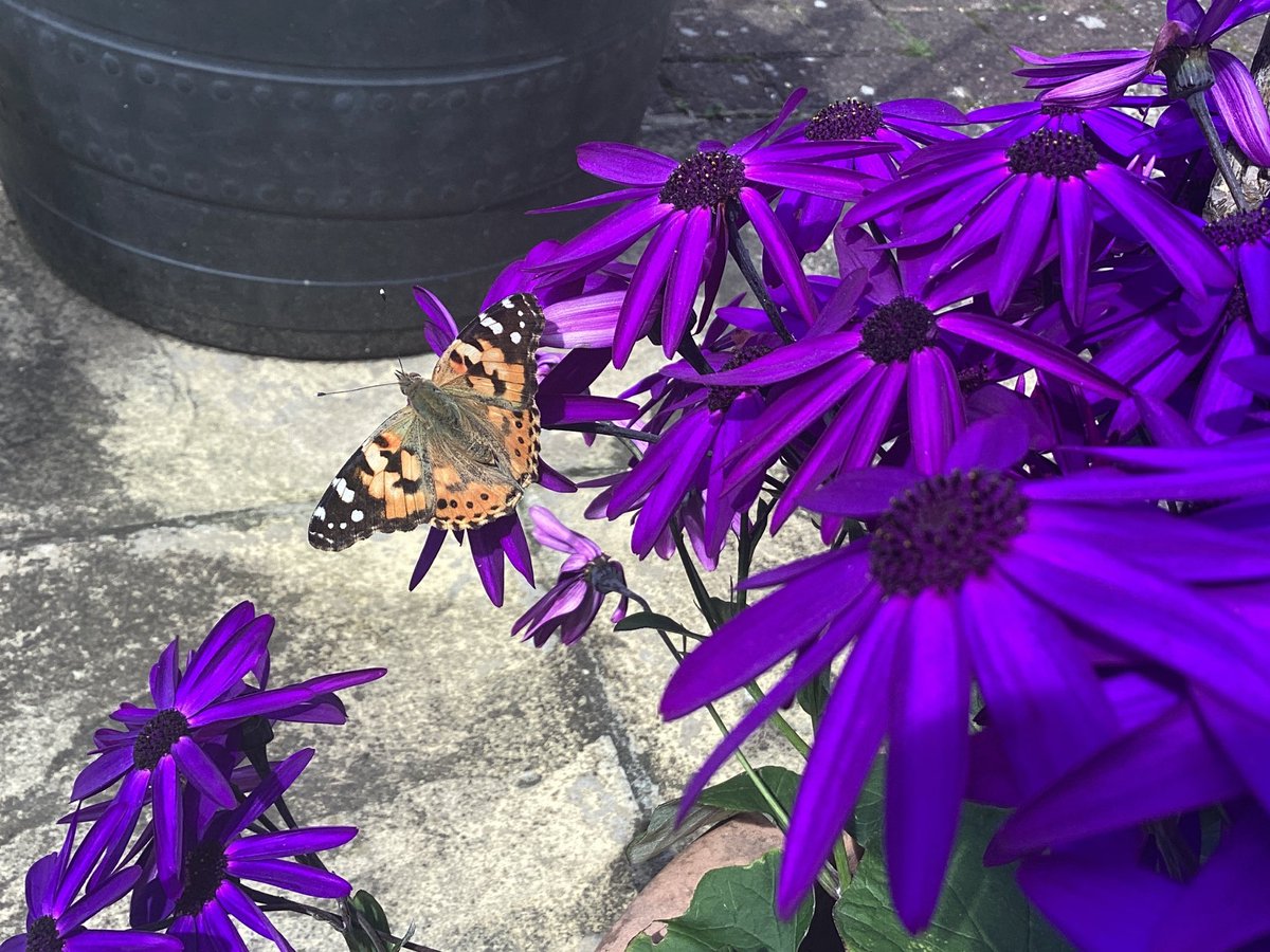 AntheaJames3's tweet image. #GoodnightTweetHearts  sweet dreams to all when bedtime comes, night all 🥰 #ThrowbackThursday  #SummerDays  #PaintedLady #CapeDaisy