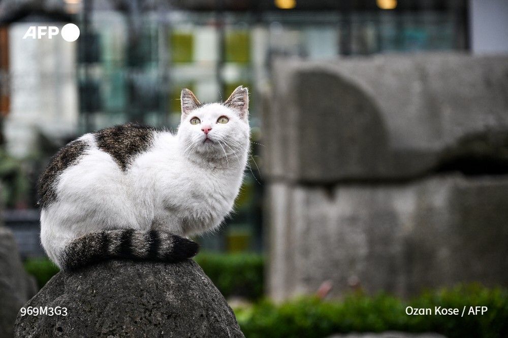 Owning a cat offers many health benefits, including reduced stress and emotional support, and new research suggests our feline friends might also offer clues to better treat certain cancers. u.afp.com/S6hR