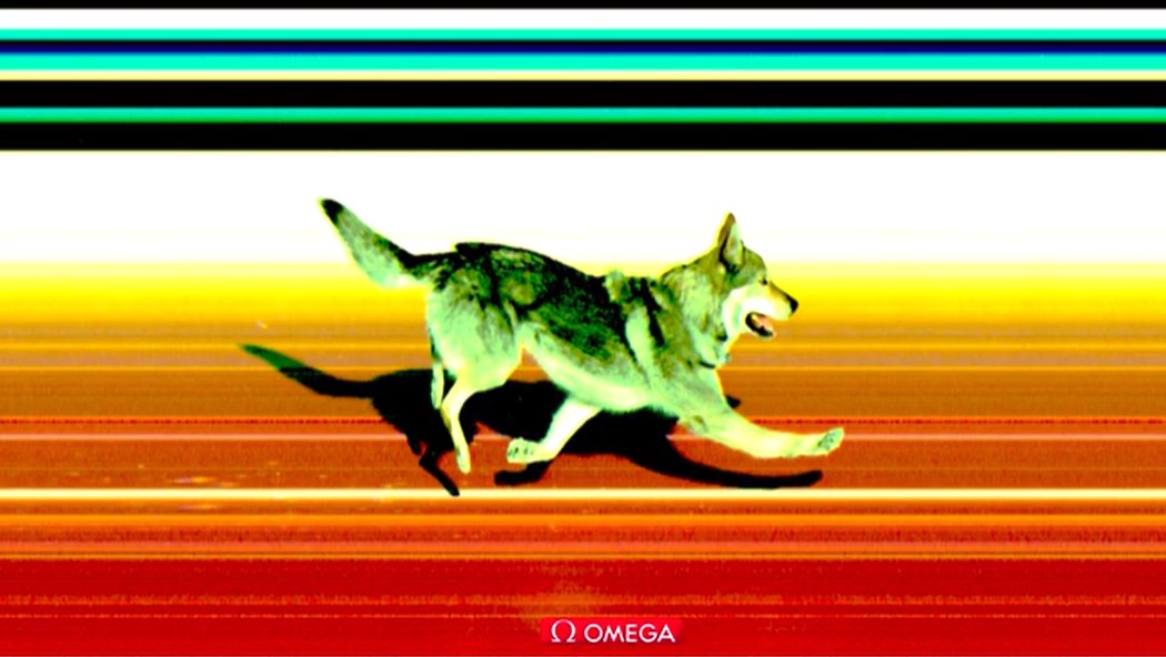 juegosolimpicos's tweet photo. ¡EL VERDADERO PERRO OLÍMPICO! 🐶🥇

Sí, llegó el momento que todos, sin saberlo, esperábamos... Un perro cruzando la meta en unos #JuegosOlímpicos y hasta con ‘photo-finish’. 🥰

#MilanoCortina2026 https://t.co/15MvzZC0se