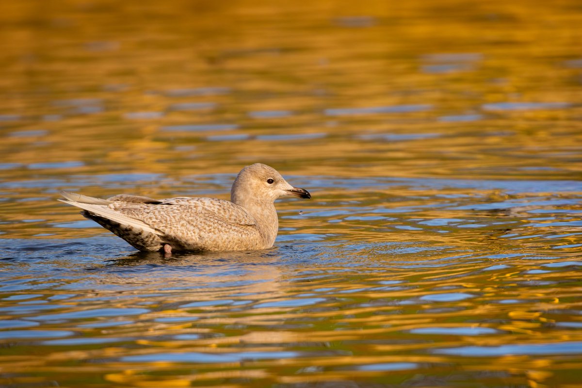 Joebirding's tweet photo. Iceland gull from roundhay park on Saturday https://t.co/mtsHcWIgRg