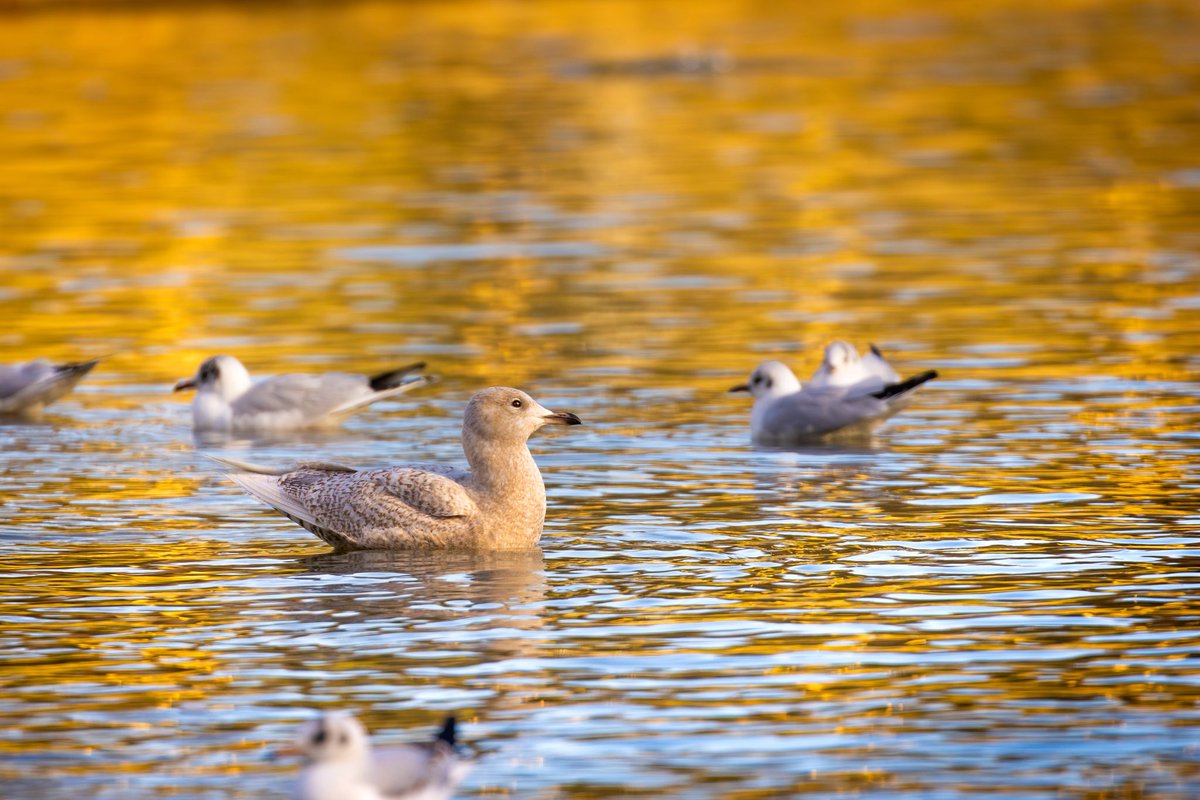Joebirding's tweet photo. Iceland gull from roundhay park on Saturday https://t.co/mtsHcWIgRg