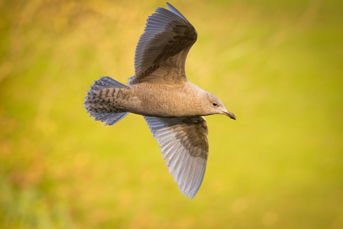 Joebirding's tweet photo. Iceland gull from roundhay park on Saturday https://t.co/mtsHcWIgRg