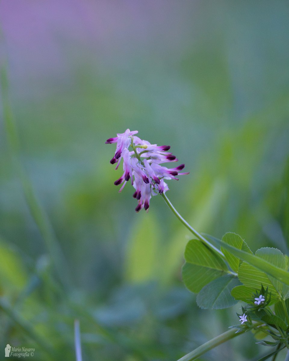 Mario Navarro tweet media