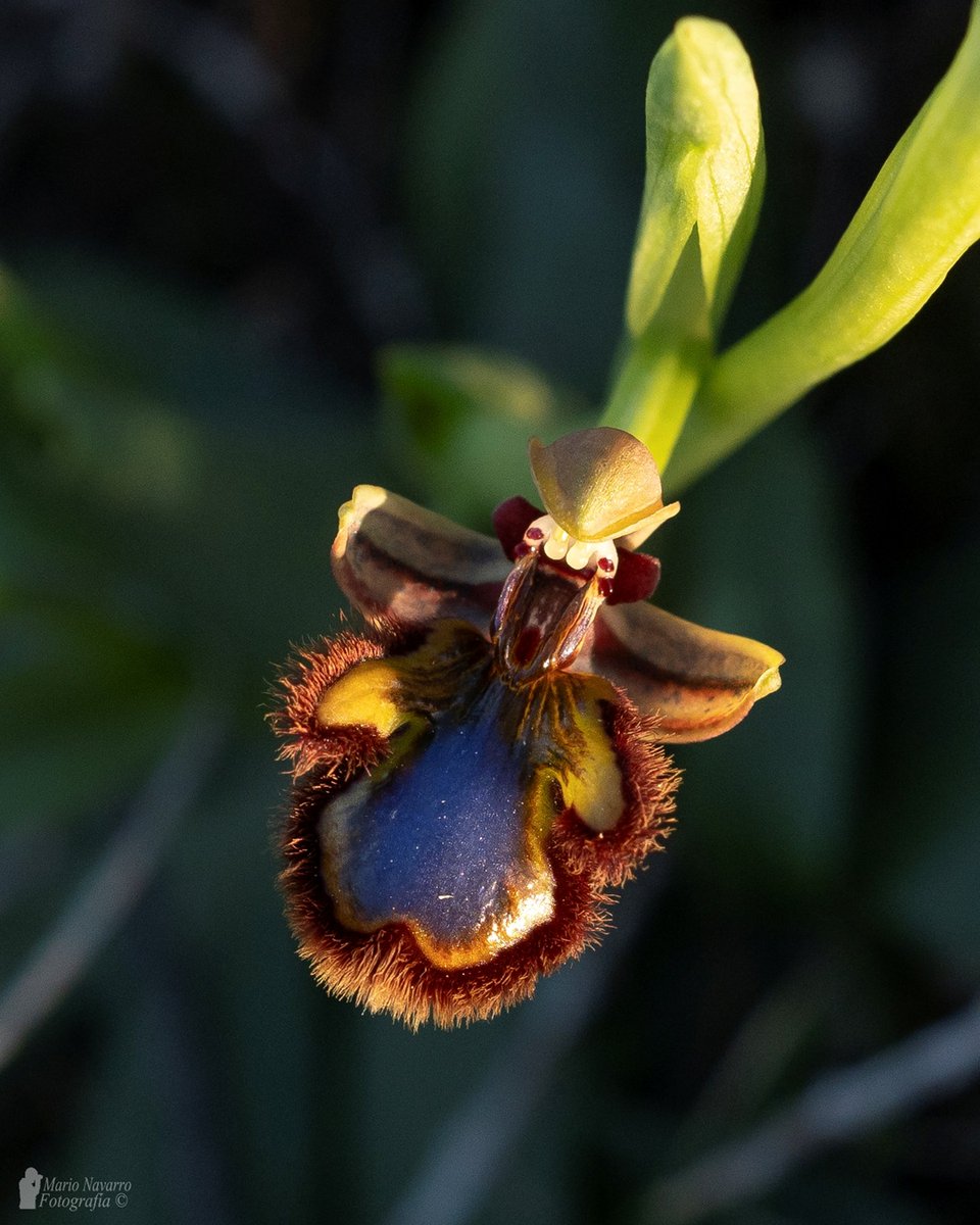 Mario Navarro tweet media