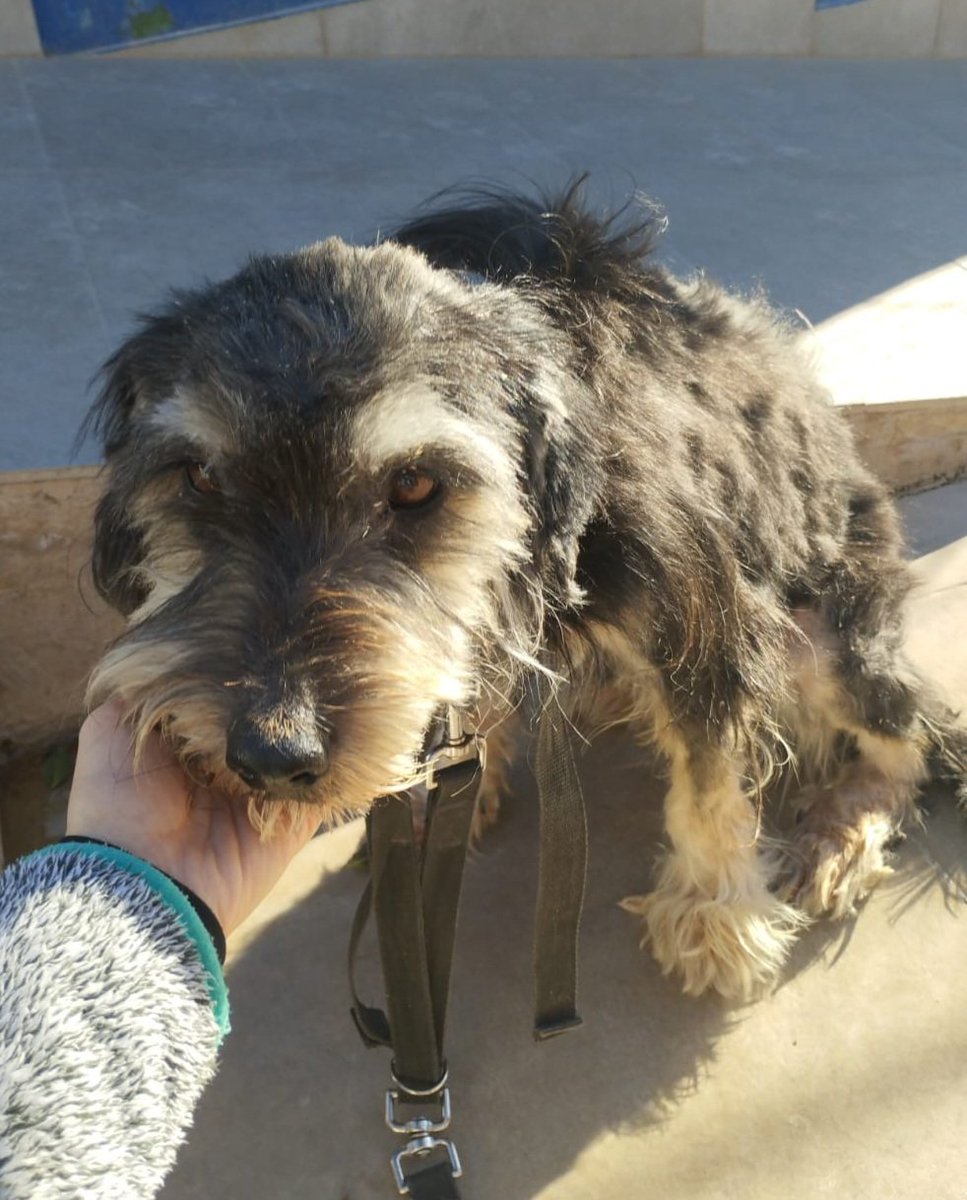 Lily ha llegado a nosotros en malas condiciones, le hemos hecho analiticas y esperamos resultado.
Está delgadita, le falta pelo, tiene la piel toda con caspa. Es muy dulce y busca caricias todo el tiempo.
Es joven y pesará unos 12 kgs. 
Si quieres conocerla, La Nucía, Alicante
