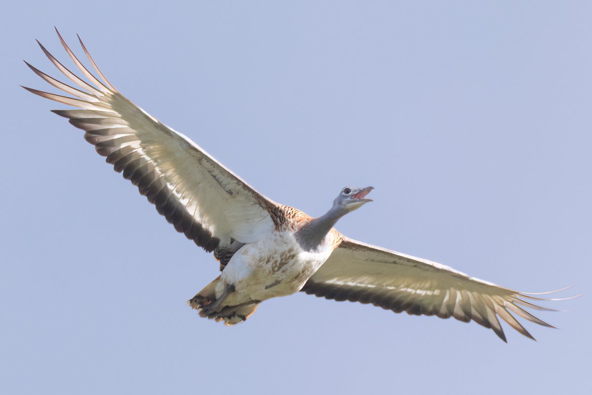 Mark Wright tweet media