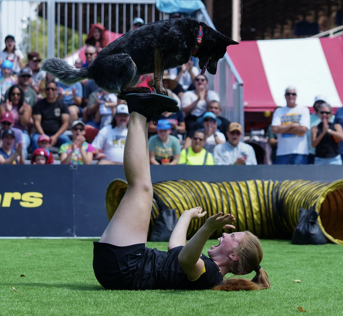 The Canine Stars tweet media