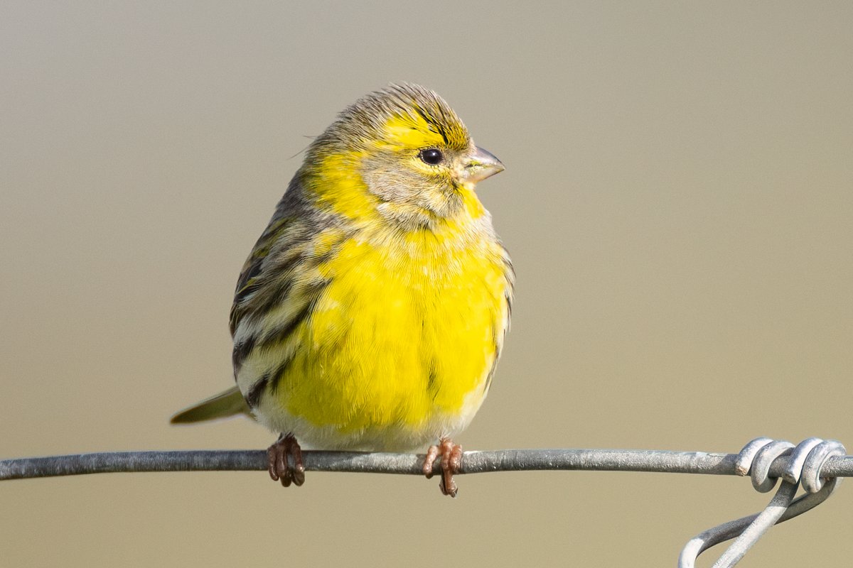 Mark Wright tweet media