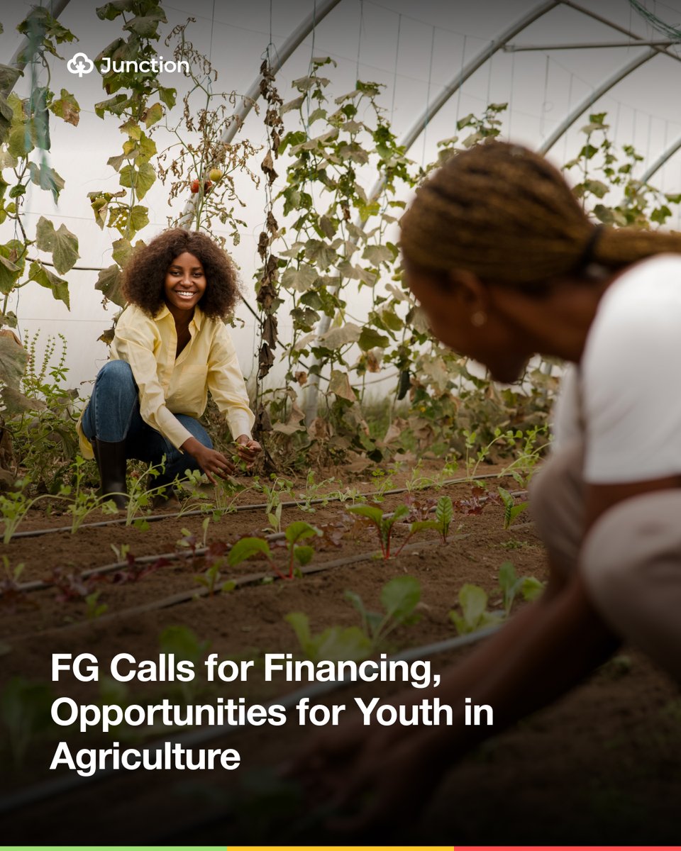 AgricJunction's tweet photo. FG is pushing for more financing, mentorship &amp; climate-resilient opportunities for youth in agriculture 🌱

With young people making up over 70% of Nigeria’s population, the future of agrifood systems depends on them.

Read more: Link in bio.

#Agriculture #Youths #Nigeria https://t.co/6MJ5yN7aUC